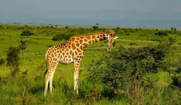 Tanzania Wildlife and Cultural Safari