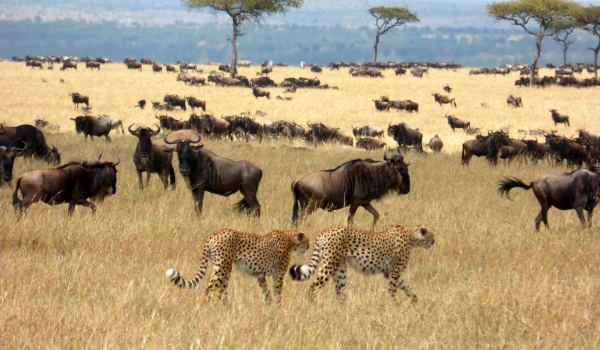 Tanzania Group Safari